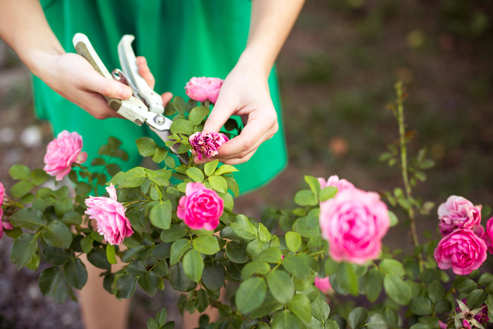 7 Best low maintenance flowering plants