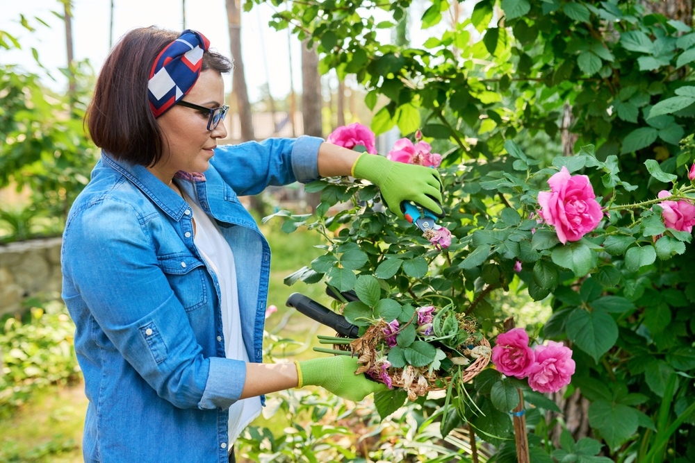 Growing and Caring for Rose Bushes